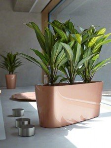 addi_delta_20_rgld_cordyline_fruticosa_kiwi_large