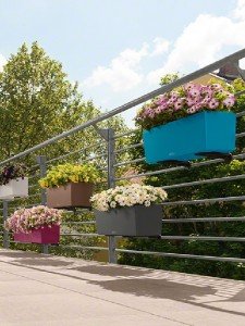 addi_balconera_color_50_80_5_family_petunia_osteospermum_large