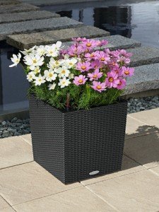 addi_cube_cottage_40_gra_cosmea_large