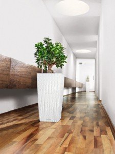 addi_cubico_cottage_30_w_ficusbonsai_large