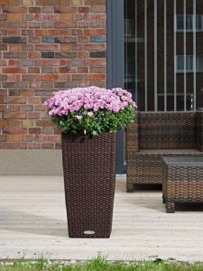 addi_cubico_cottage_40_mok_chrysantheme_large