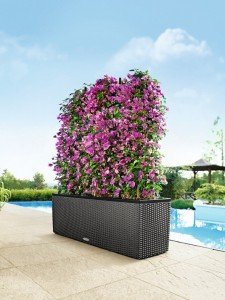 addi_trio_cottage_30_gra_bougainvillea_large