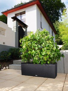 addi_trio_cottage_30_gra_phaseolus_large