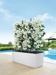 addi_trio_cottage_30_w_bougainvillea_white_large