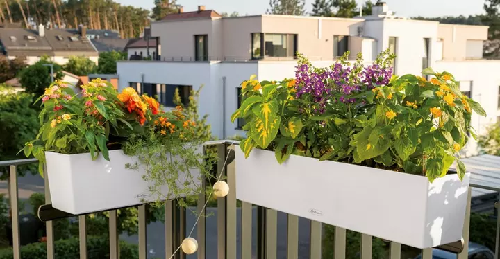 BALCONERA 